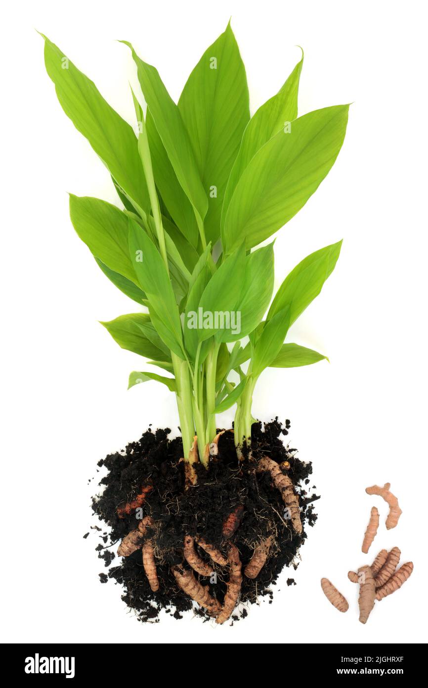 Kurkuma Pflanze mit Wurzeln ausgesetzt wächst im Boden und lose. Bio-Natur hausgemachte Produkte, hoch in Polypehnolen, Flavonoide, Antioxidantien. Stockfoto