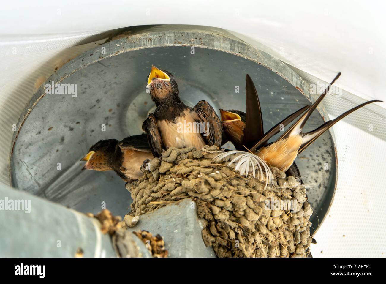 Schwalben verschachteln. Vogelfamilie am Nest, wartet auf Nahrung Stockfoto