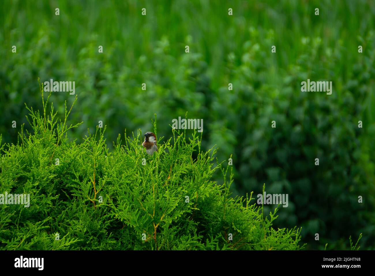Der Sperling sitzt auf einer grünen Hecke Stockfoto