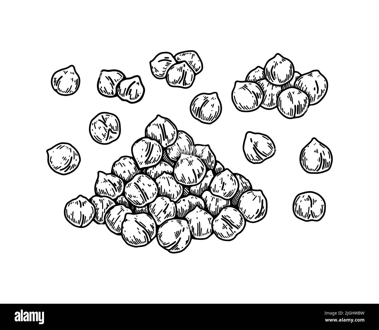 Von Hand gezogene Kichererbsen. Botany-Vektordarstellung im Skizzenstil Stock Vektor