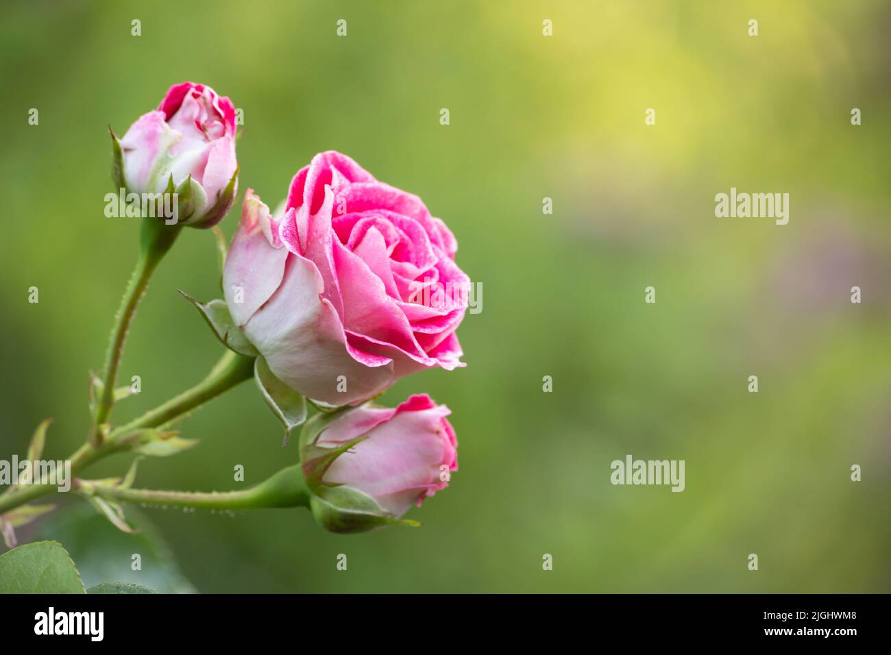 Rosa Rose auf grünem Hintergrund mit Platz für Text Stockfoto