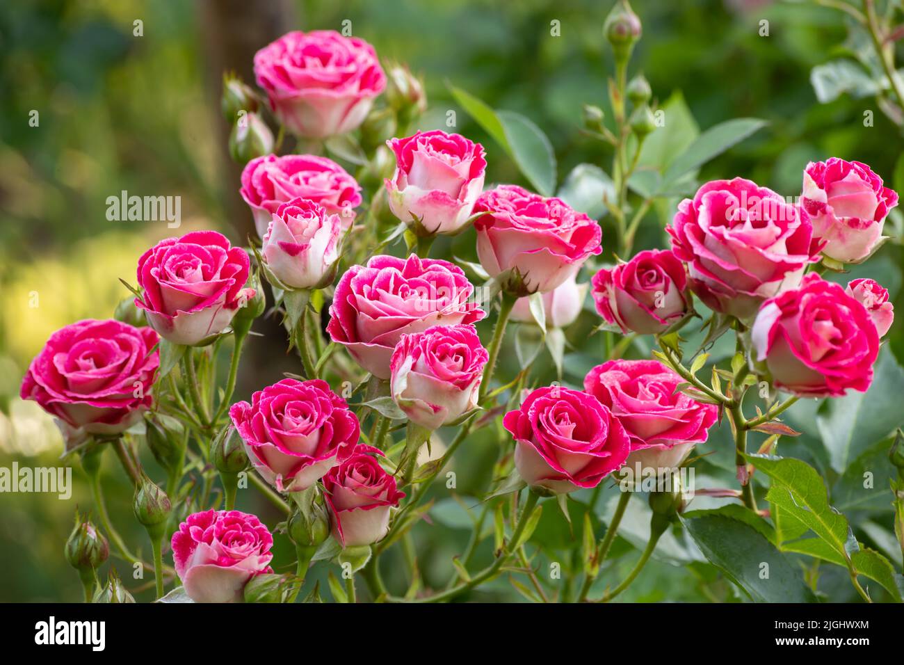Rosa Rosen im Garten Stockfoto
