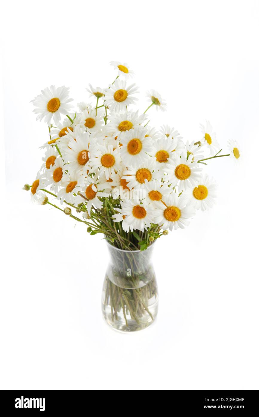 Bouquet von Gänseblümchen oder Chamomiles isoliert auf weißem Hintergrund. Stockfoto