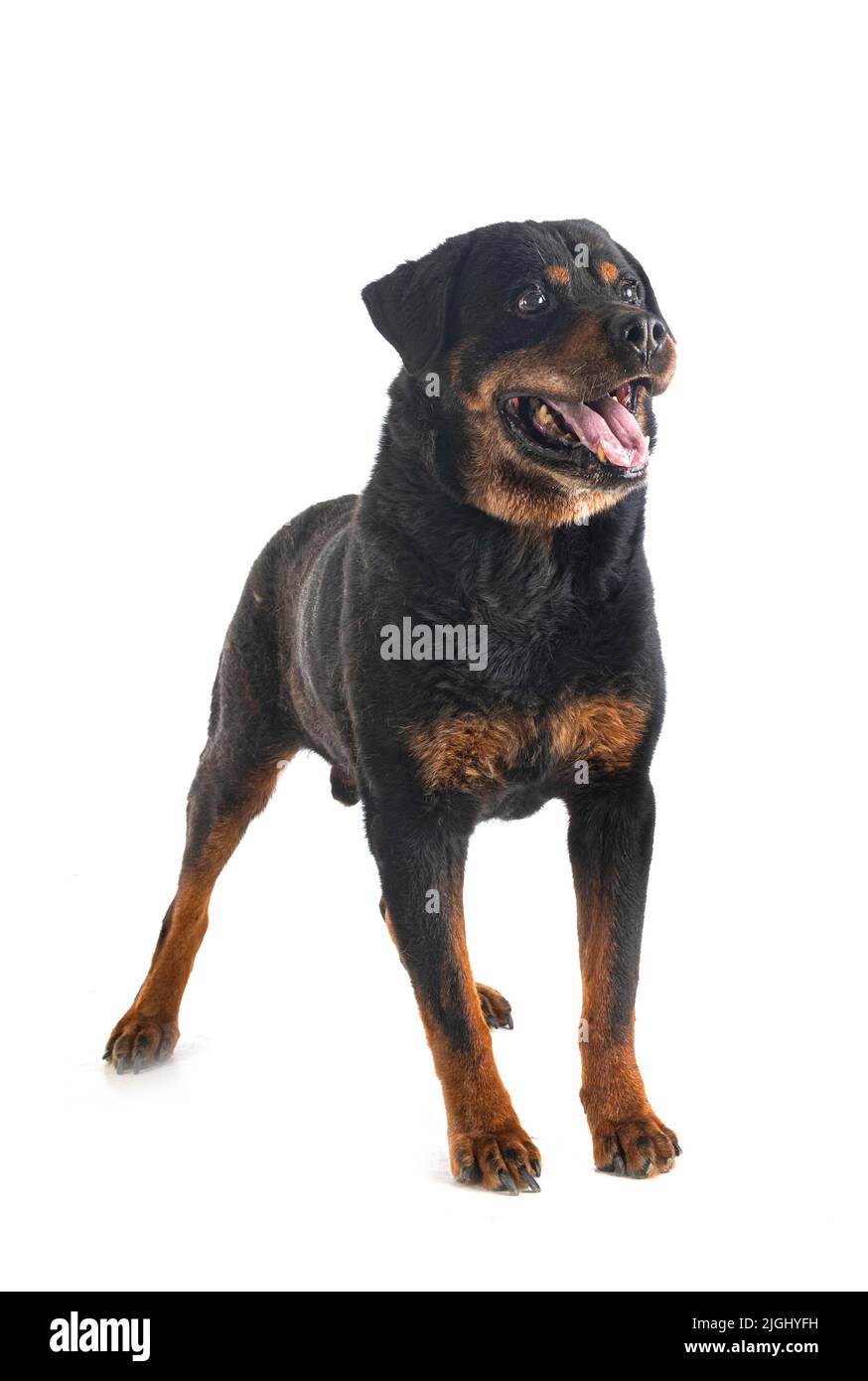 Reinrassige alte Rottweiler vierzehn Jahre vor weißem Hintergrund Stockfoto