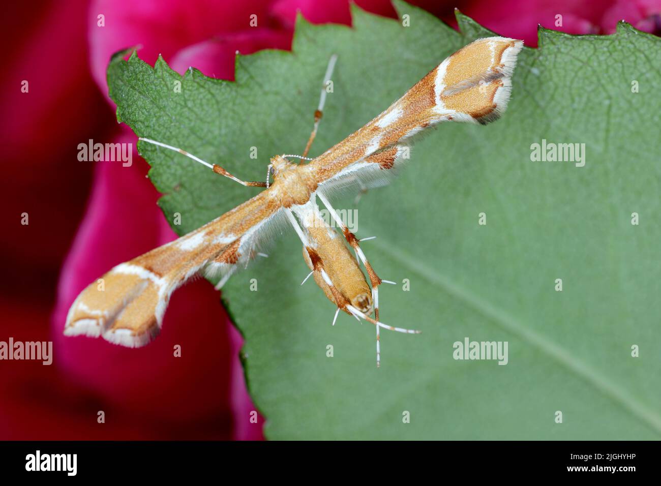 Rosenpflaumenmotte Cnaemidophorus rhododactyla (Pterophoridae) auf Rosenblatt. Stockfoto
