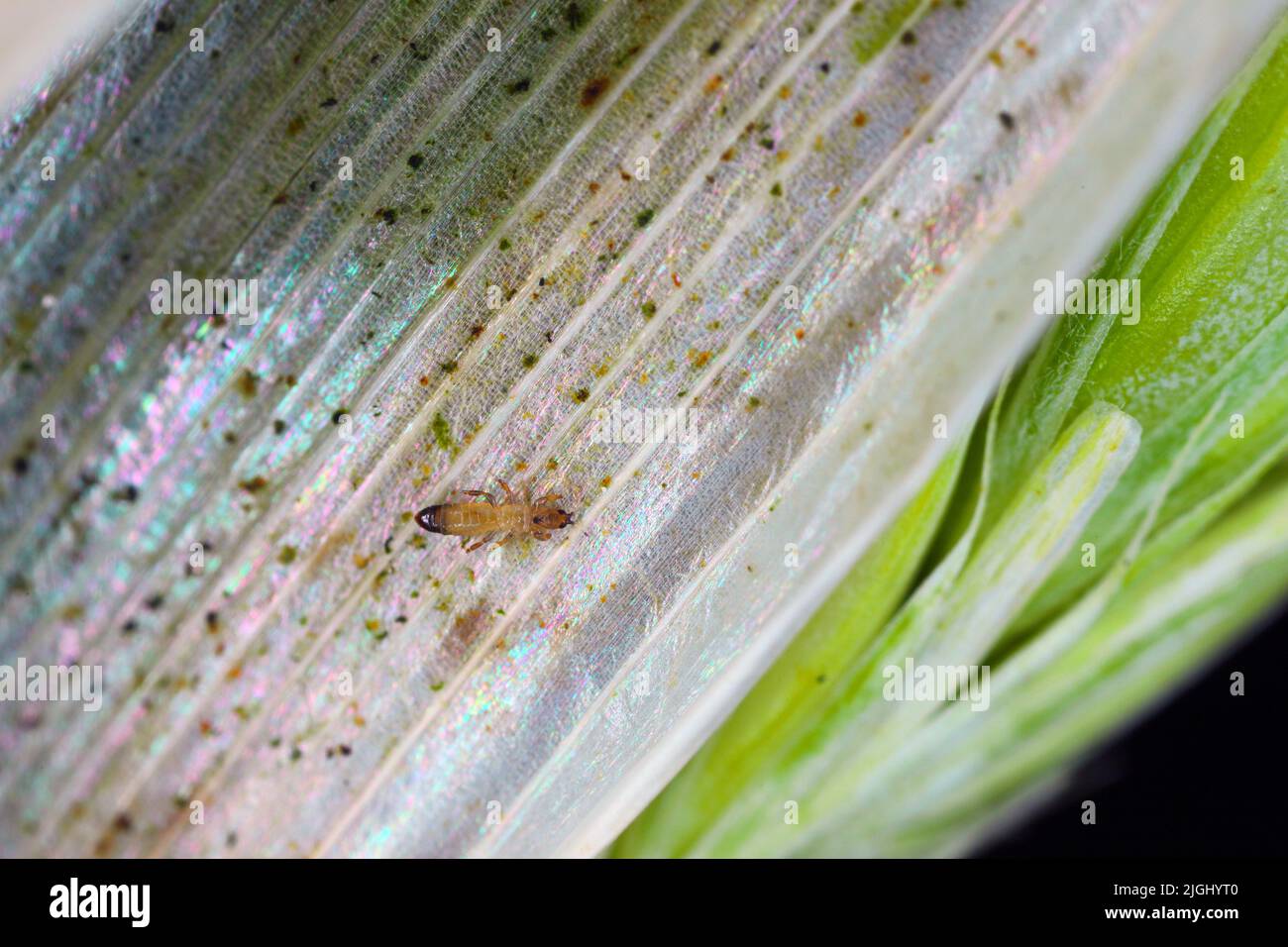 Thripse, Ordnung Thysanoptera, sind kleine, schlanke Insekten mit gesäumten Flügeln. Stockfoto