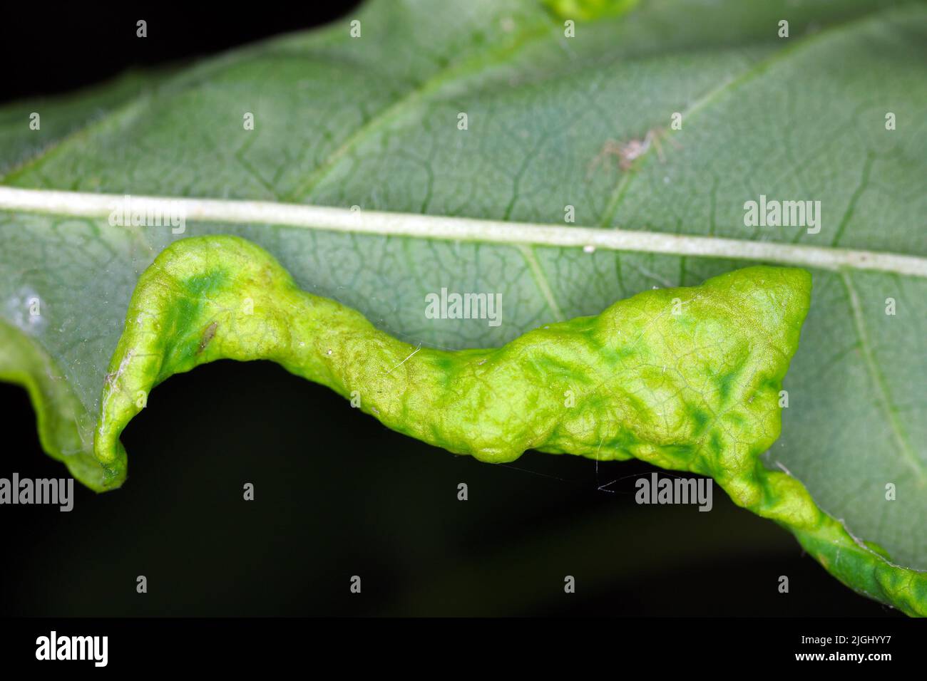 Eschenblattkante deformiert durch Larven Dasineura acrophila. Stockfoto