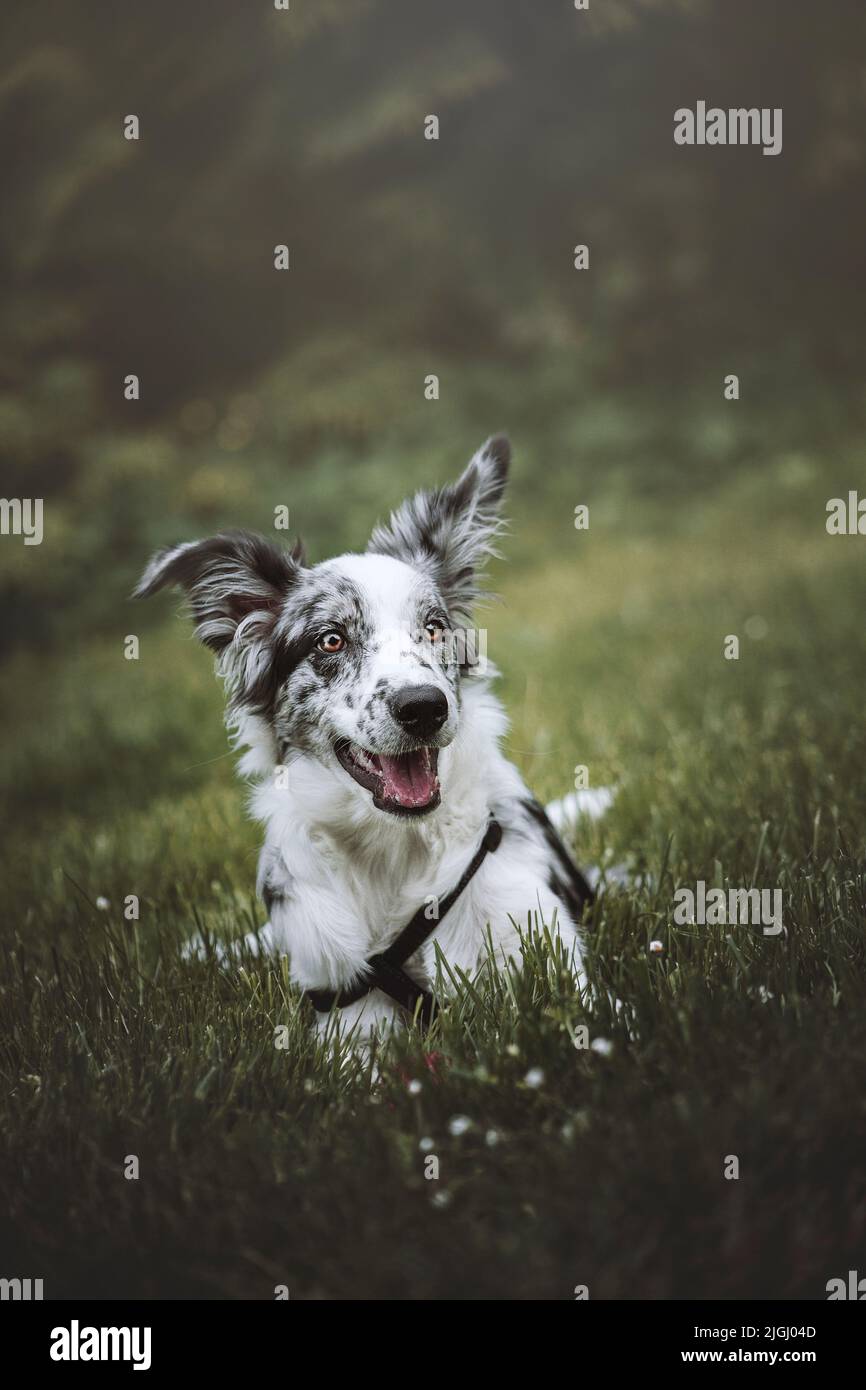 Eine Aufnahme eines fröhlichen Border Collie Hundes, der auf dem Feld sitzt Stockfoto