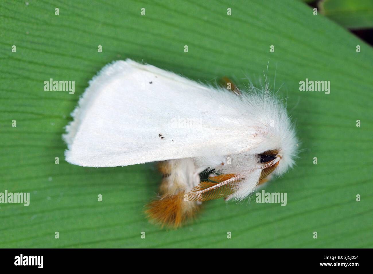 Braunschwanzmotte, Braunschwanzmotte (Euproctis chrysorrhoe). Stockfoto