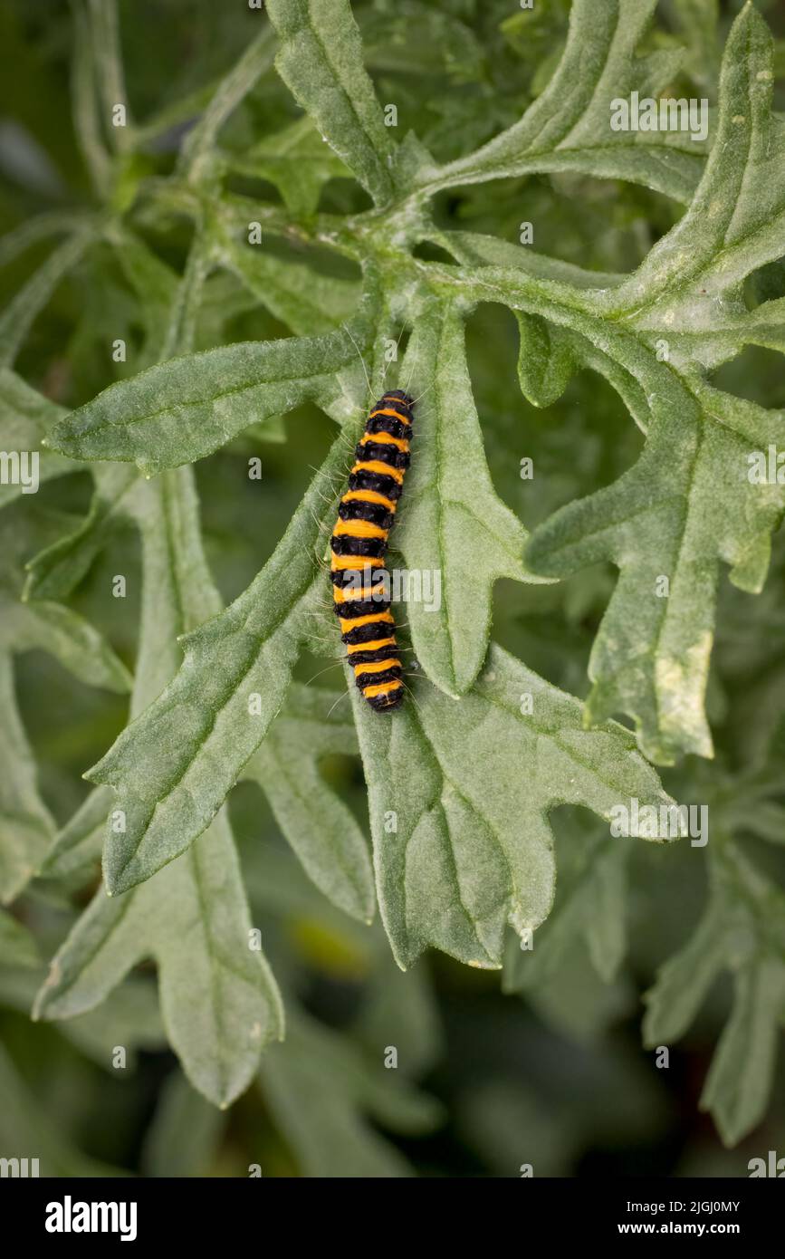 Die markante gelbe und schwarze Raupe der Cinnabar Moth (Tyria jacobaeae), die sich auf den Blütenköpfen von Ragwort ernährt Stockfoto