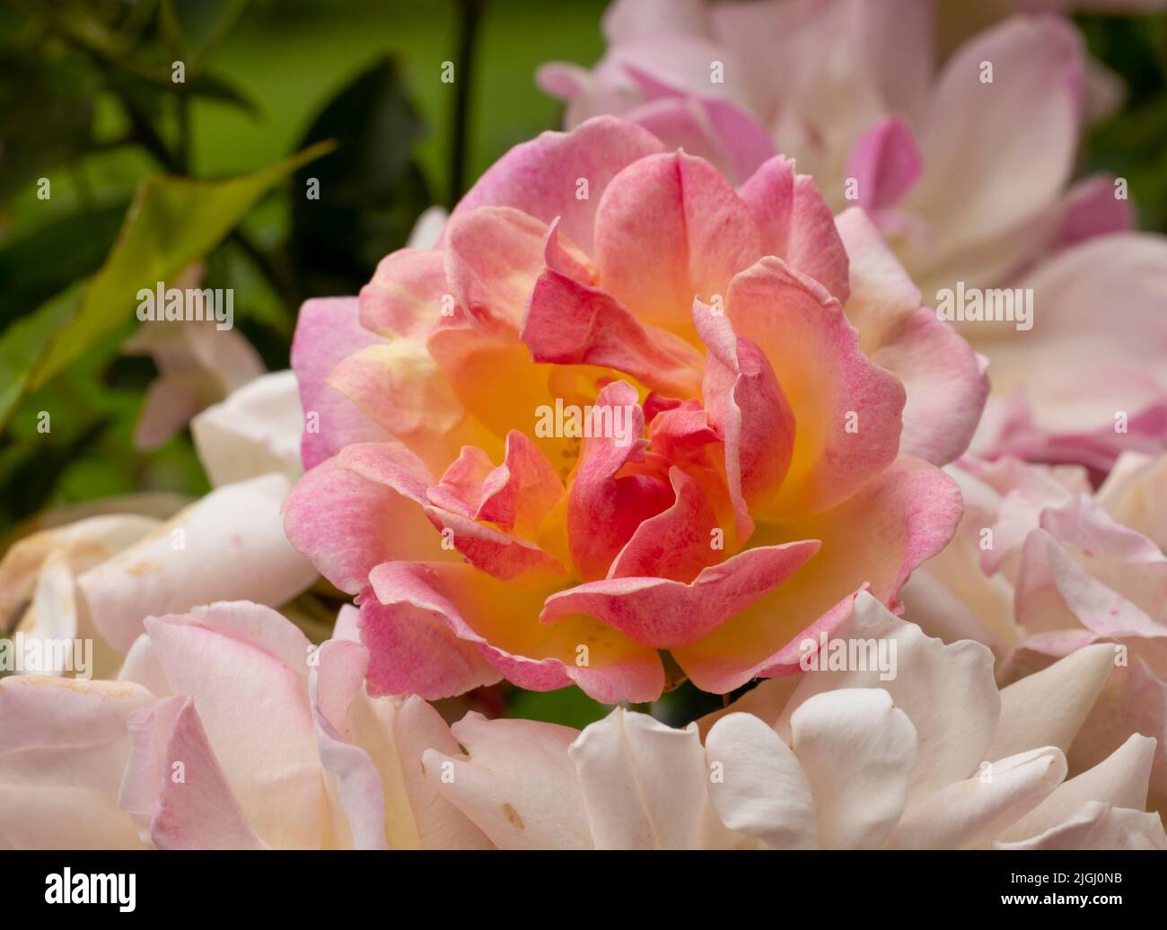 Eine wunderschöne rosa Rose in voller Blüte Stockfoto