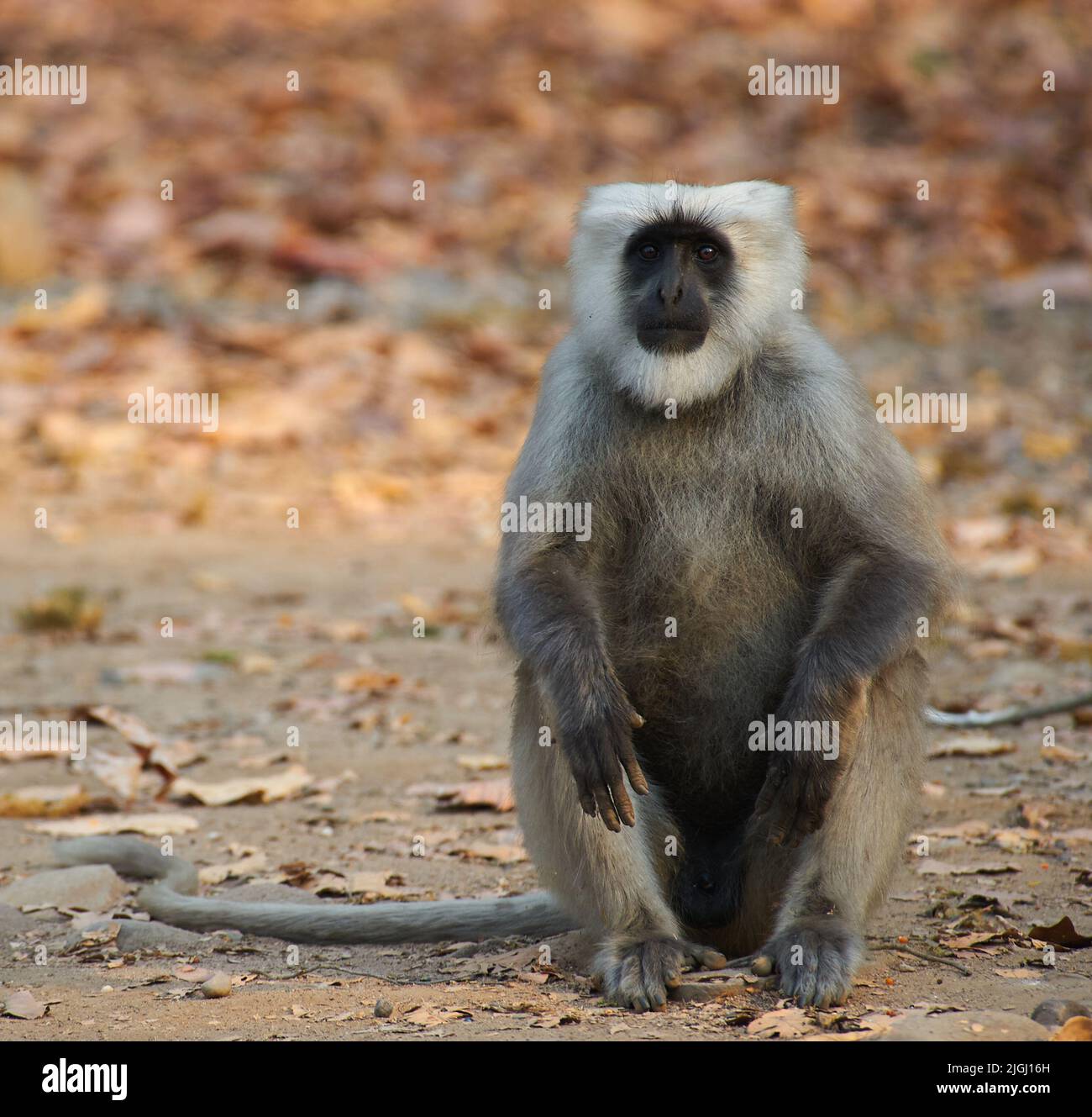 Sitzend, Neugierig Stockfoto