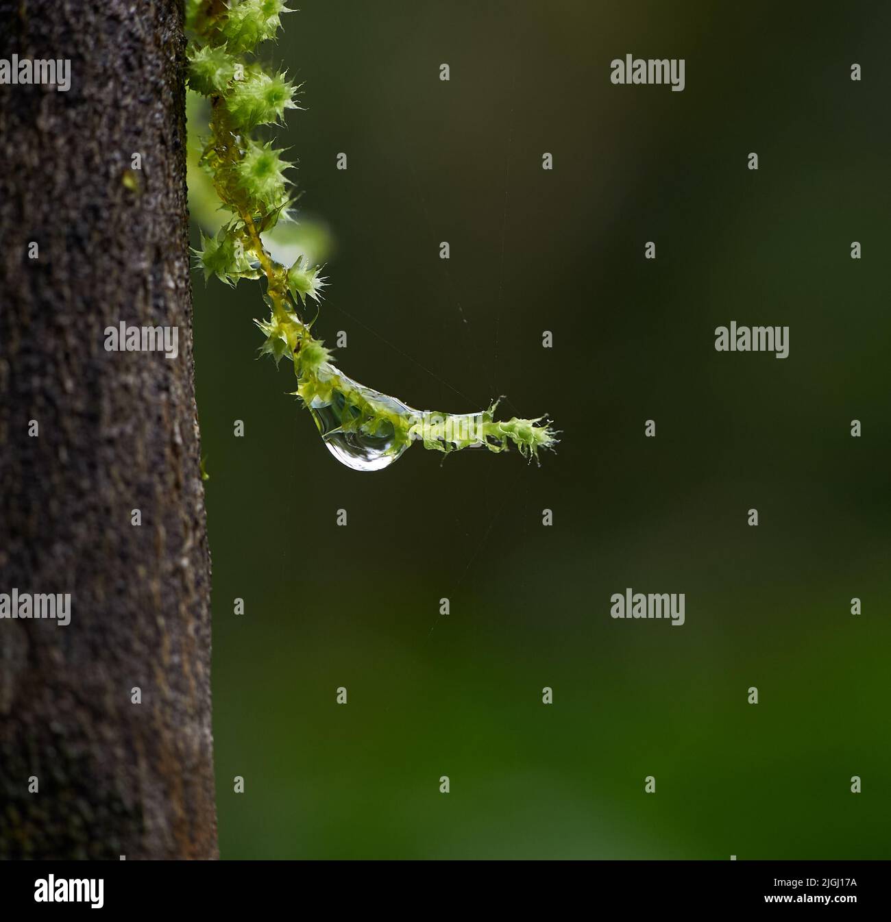 Wassertropfen Stockfoto