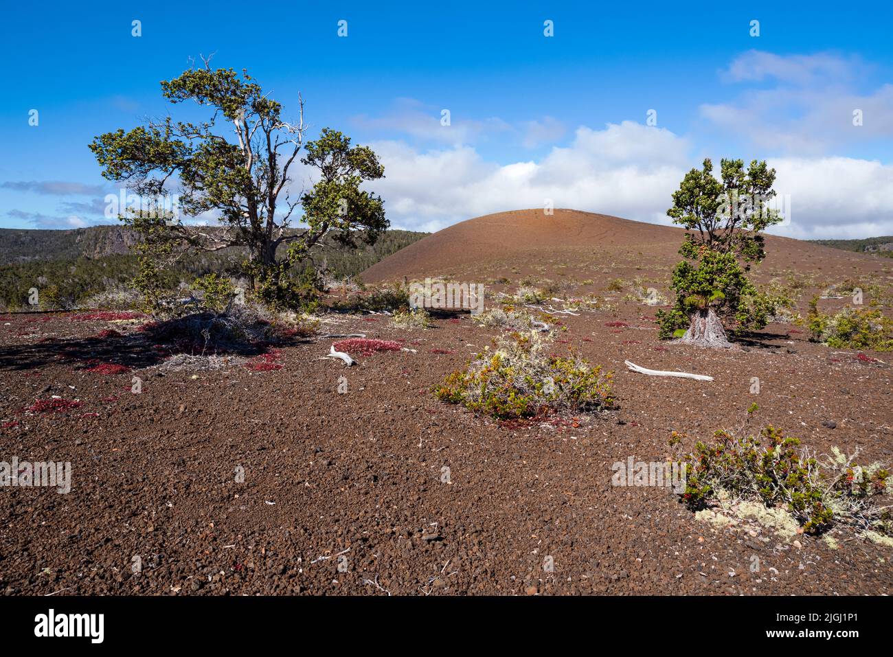 pu'upua'i Zunder und Vegetation entlang byron Ledge Trail im hawaii Volcans National Park Stockfoto