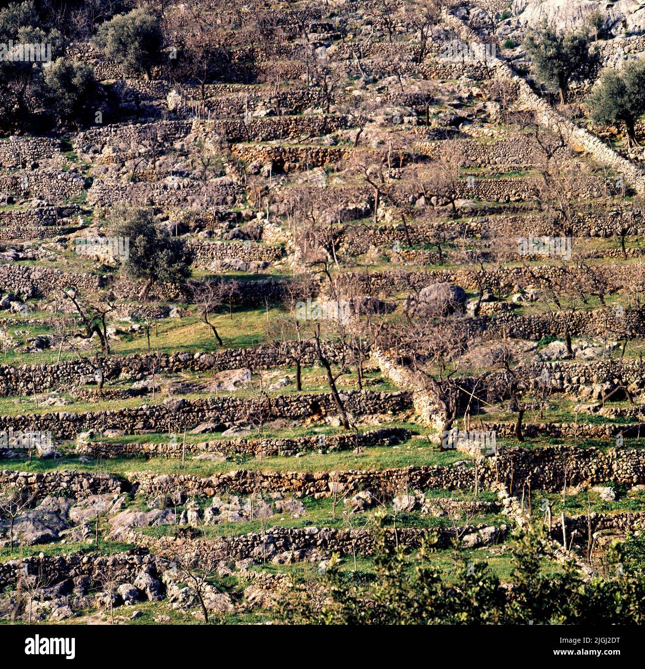 CULSO EN TERRAZAS. Lage: AUSSEN. VALDEMOSA/VALLDEMOSSA. MALLORCA. SPANIEN. Stockfoto