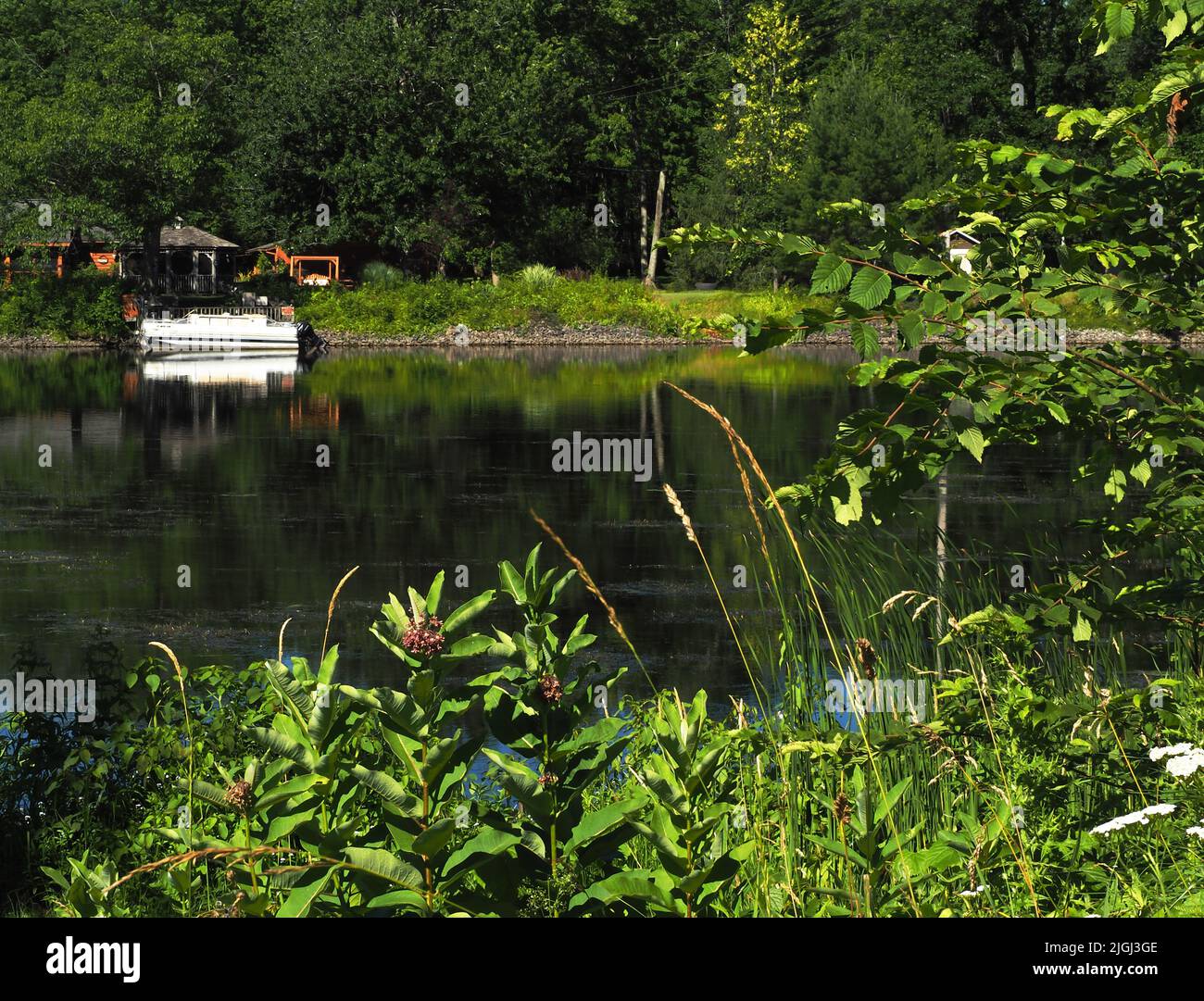 Vegetation am Ufer des Oneida-Flusses in Brewerton, New York Stockfoto