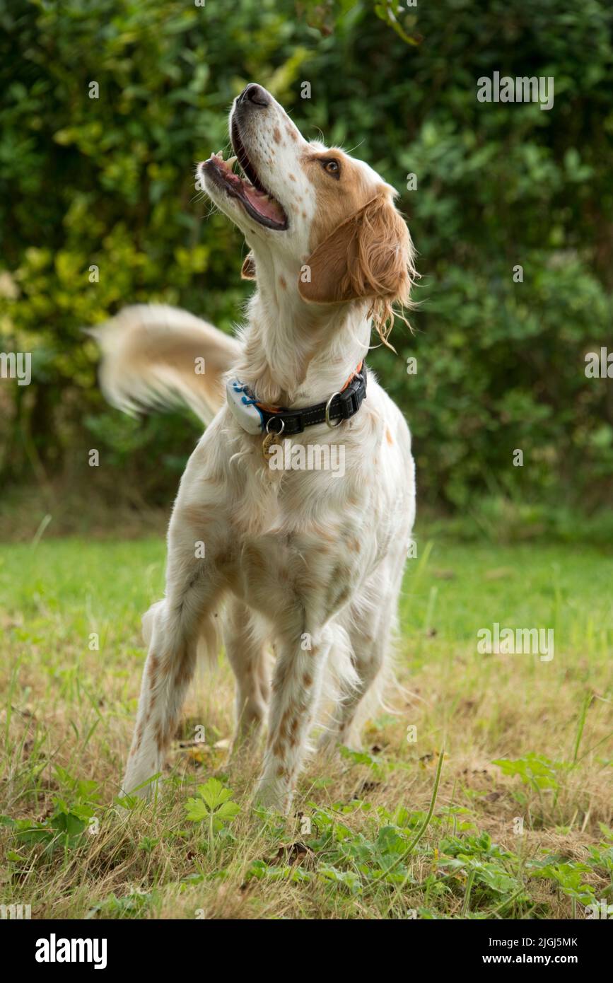 Englischer Setter Hund Mund leicht offen Blick aufmerksam auf Vögel auf der Hecke mit Schwanz wedeln, berkshire, August Stockfoto