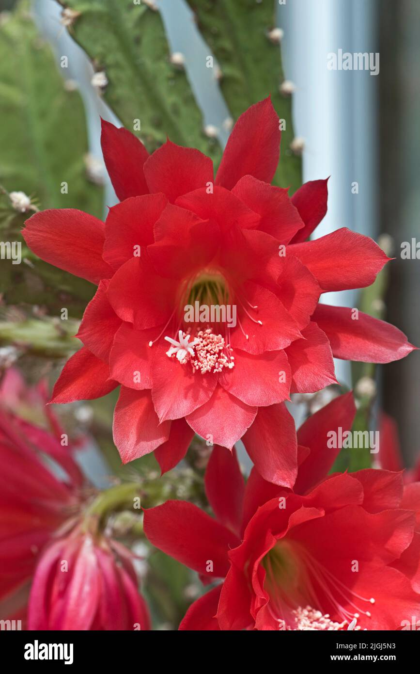 Kühne rote Osterkakteen oder Orchideenkakteen (Discocactus x jenkinsonii) blühen auf einer Wintergartenhauspflanze, Bekshire, Mai Stockfoto
