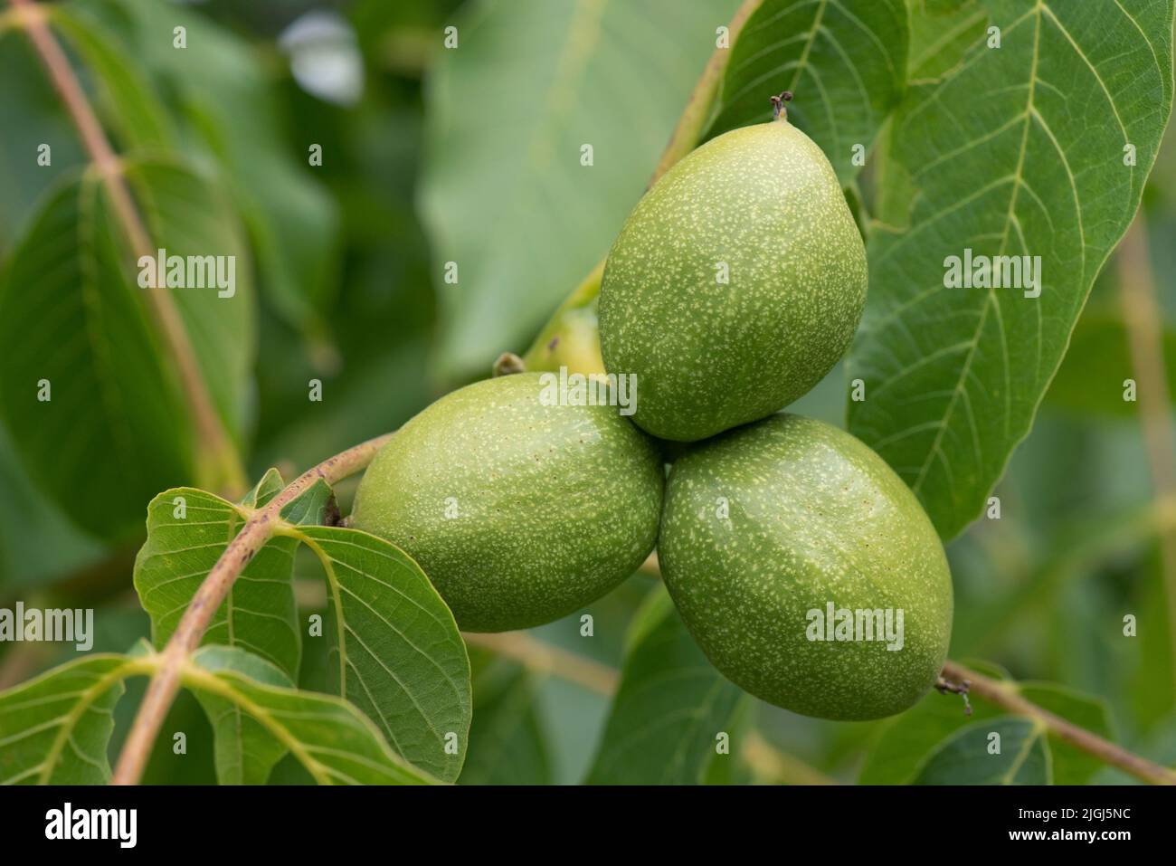 Reifung der grünen Walnuss (Juglans regia) in der Mitte der Saison Steinfrüchte mit einer unreifen Nuss auf dem Baum, in der Juli-Saison, in der Grafschaft Stockfoto