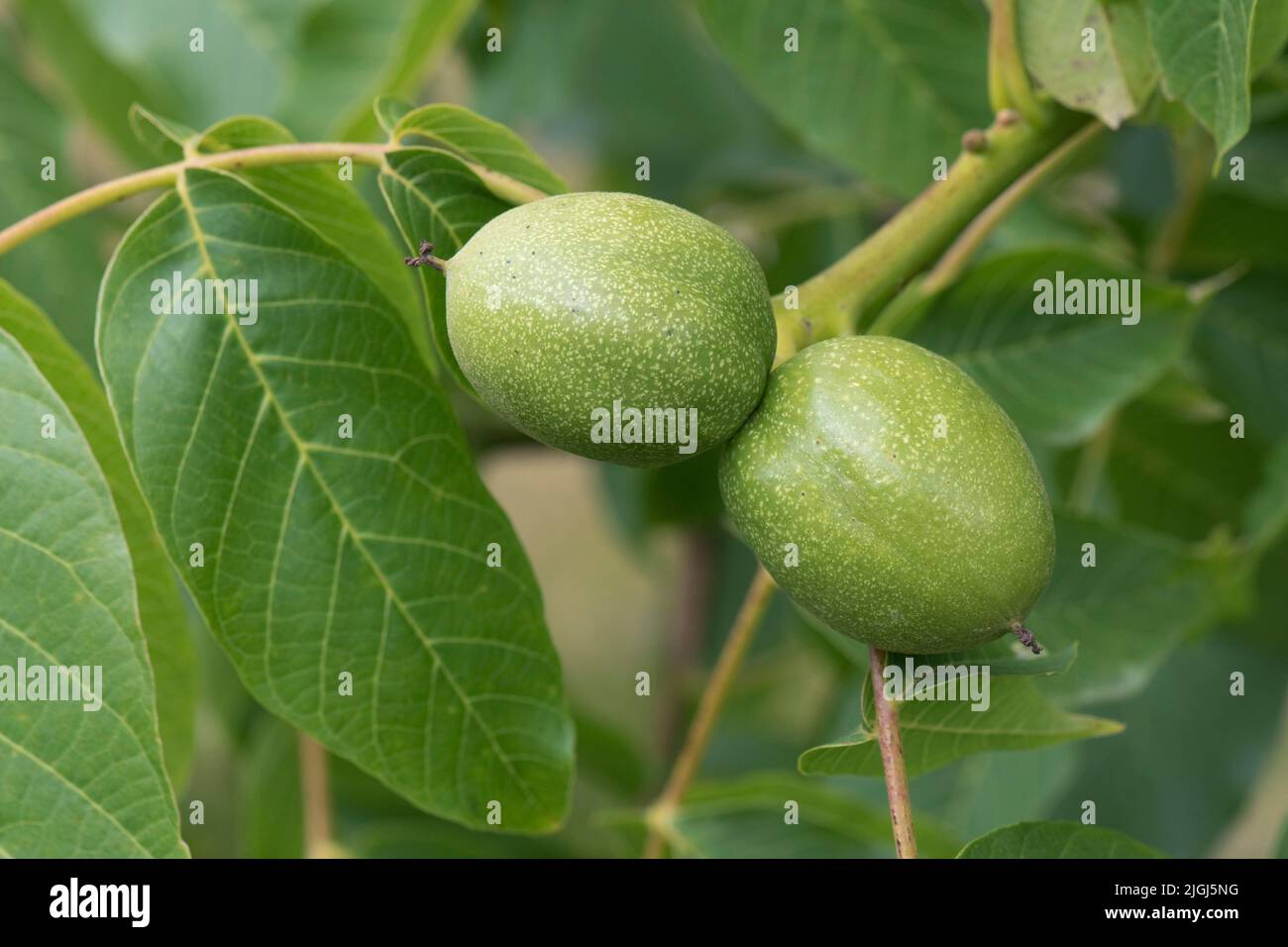 Reifung der grünen Walnuss (Juglans regia) in der Mitte der Saison Steinfrüchte mit einer unreifen Nuss auf dem Baum, in der Juli-Saison, in der Grafschaft Stockfoto