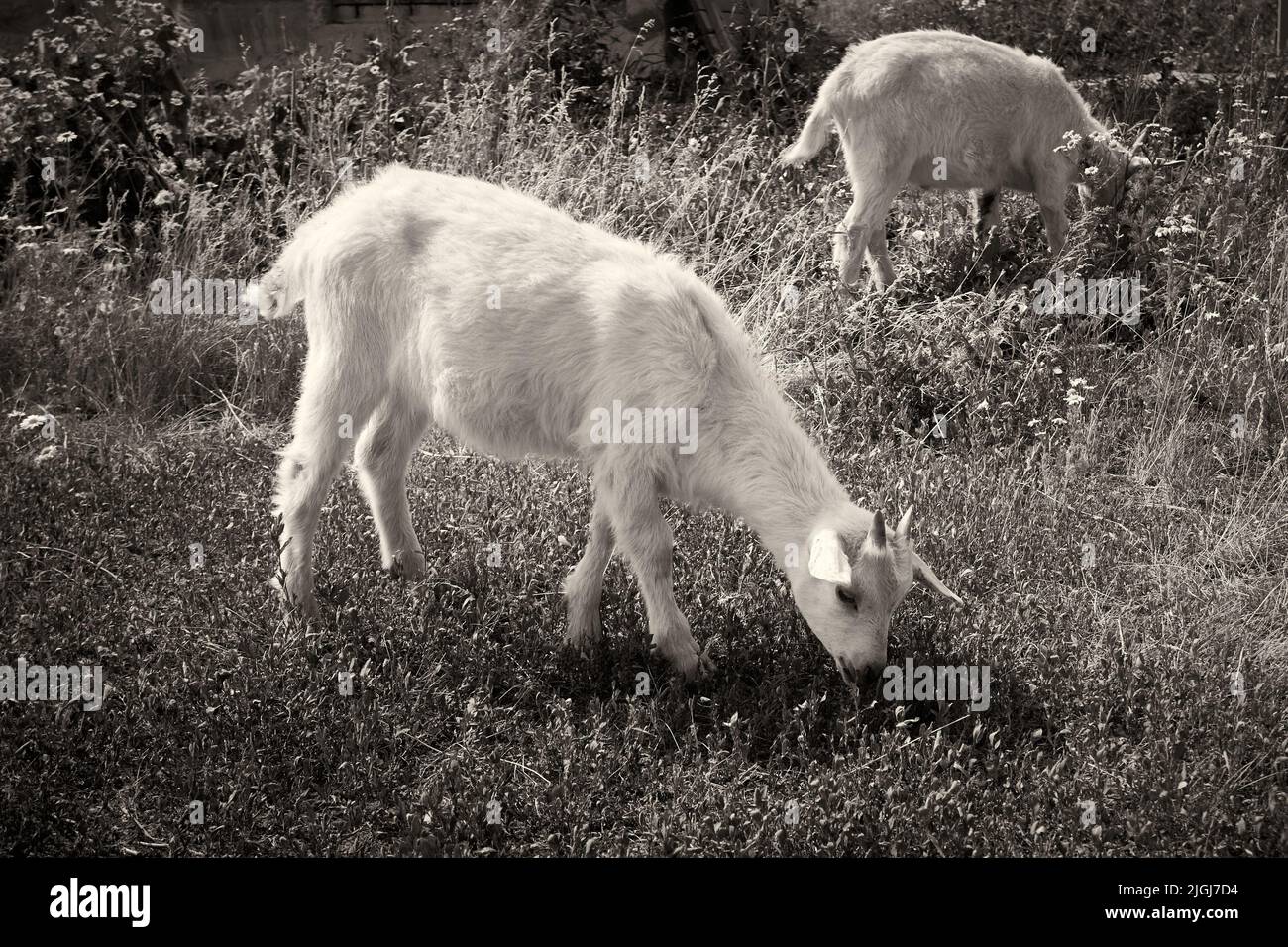 Junge Ziegen fressen Gras schwarz-weiß Foto, Sepia Stockfoto