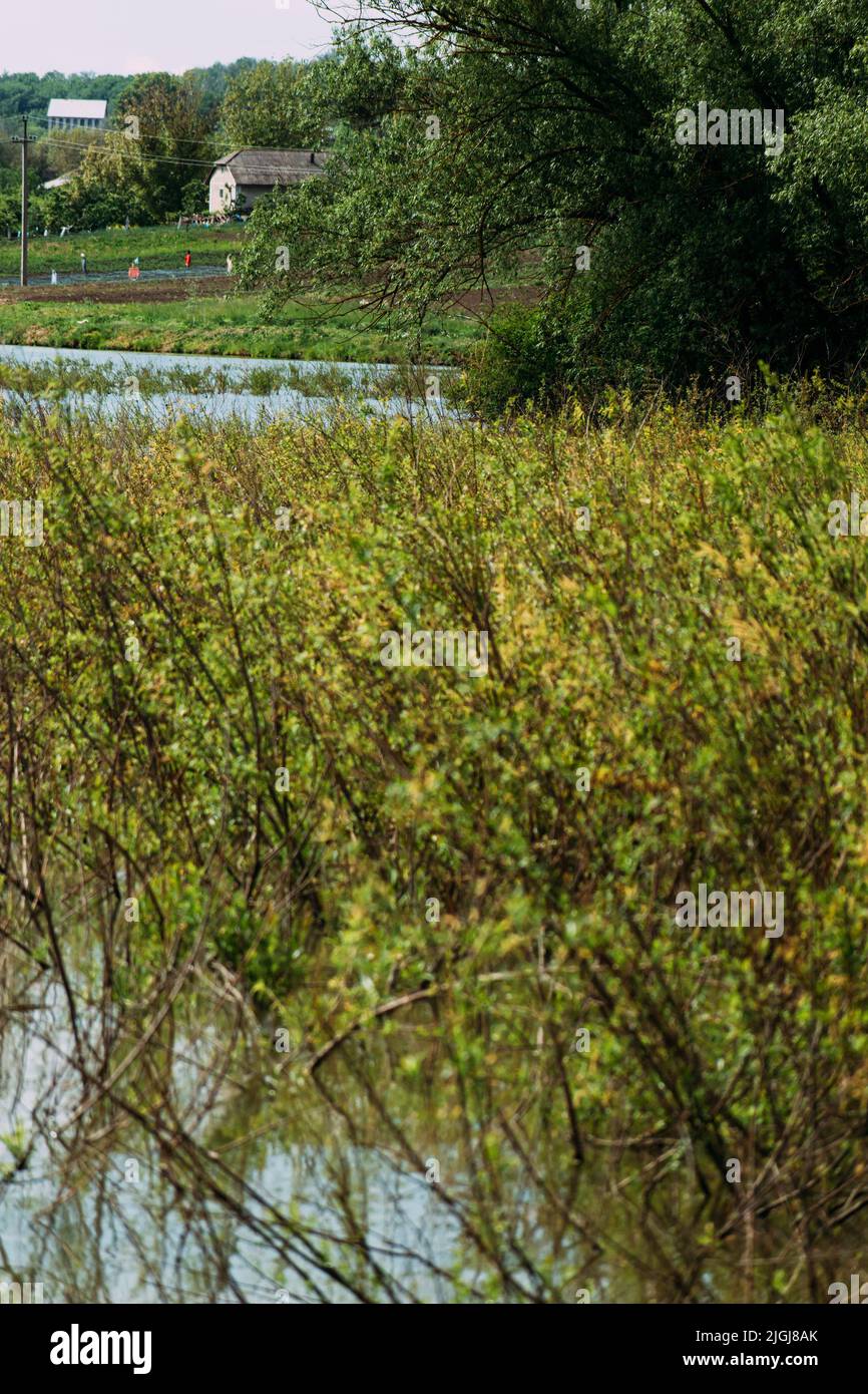 Der Fluss ist mit Weiden überwuchert, die wilde Natur. Stockfoto