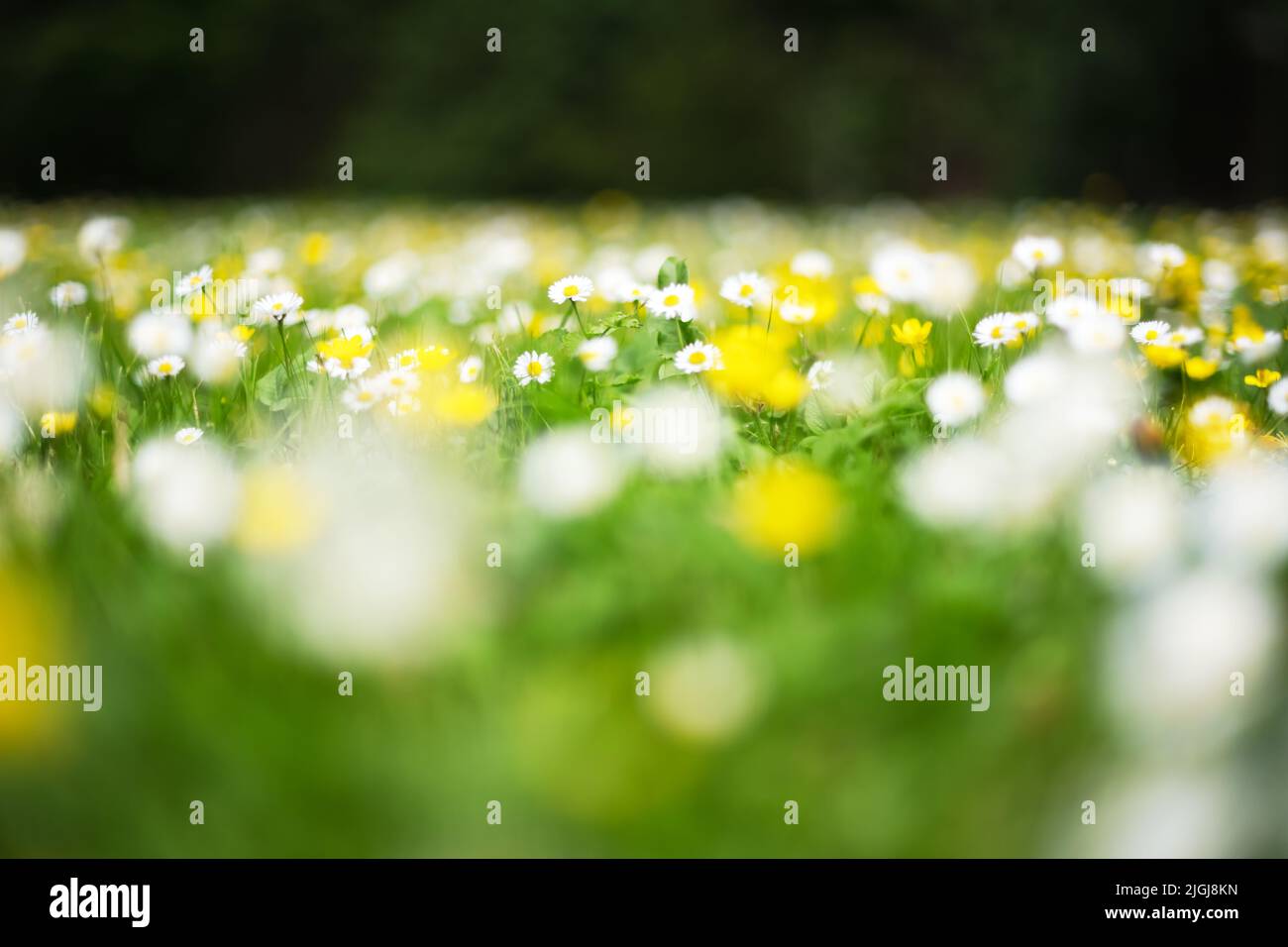 Weiße und gelbe Blüten in der Nähe des Frühlingswaldes. Waldwiese mit Blütenblumen bedeckt. Natürliche Schönheit Hintergrund Stockfoto