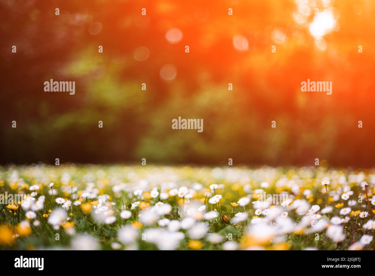Weiße und gelbe Blüten in der Nähe des Frühlingswaldes. Waldwiese mit Blütenblumen bedeckt. Natürliche Schönheit Hintergrund Stockfoto