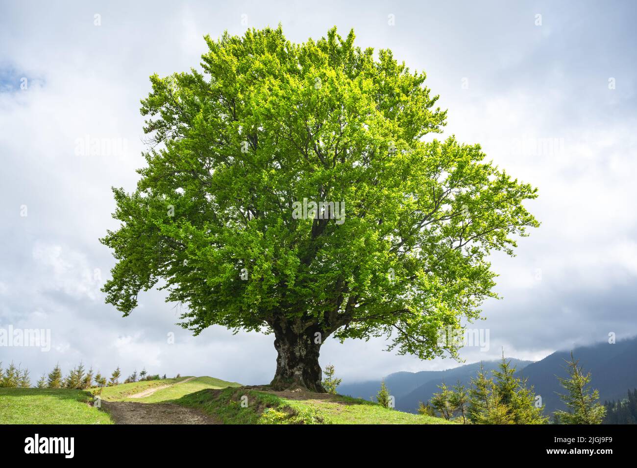 Große alte Buche mit saftig grünen Blättern in den Karpaten im Sommer. Landschaftsfotografie Stockfoto