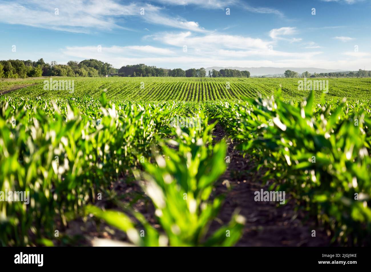 Grüne Maisreihen der landwirtschaftlichen Felder der Ukraine. Blauer Himmel auf dem Hintergrund. Ländliche Agrarlandschaft Stockfoto