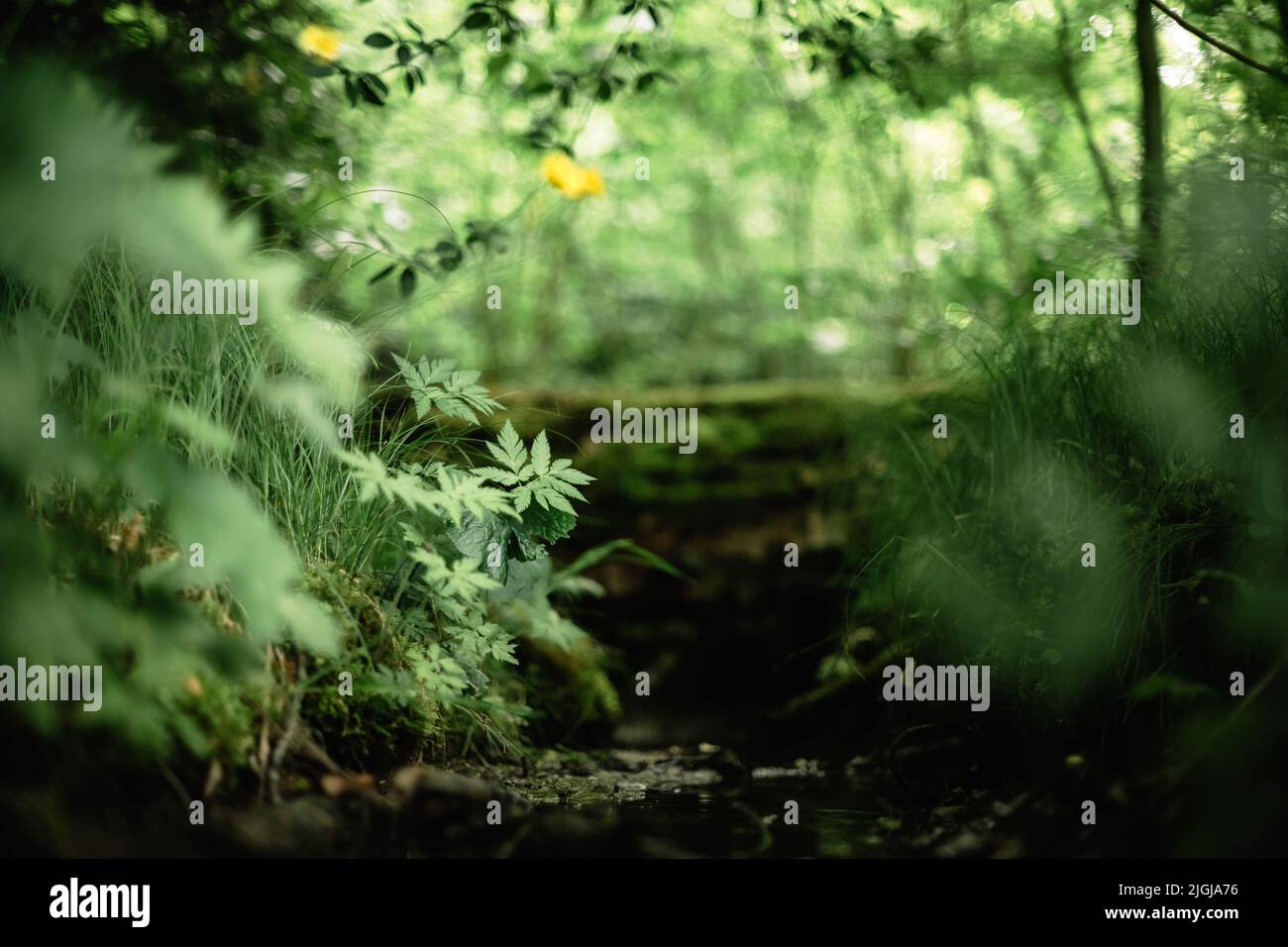 Grüne Pflanzen und Gras in üppigem Wald in der Nähe. Natur Hintergrund Konzept Stockfoto