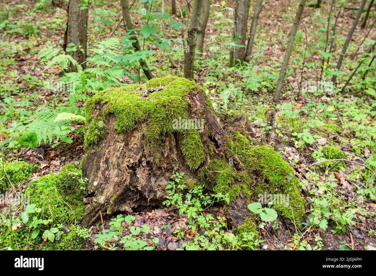 Ein moosiger Stamm in einem dichten alten Wald in einem abgelegenen Gebiet an einem Sommertag. Stockfoto Ein moosiger Stamm in einem dichten alten Wald in einem abgelegenen Gebiet an einem Sommertag. Stockfoto