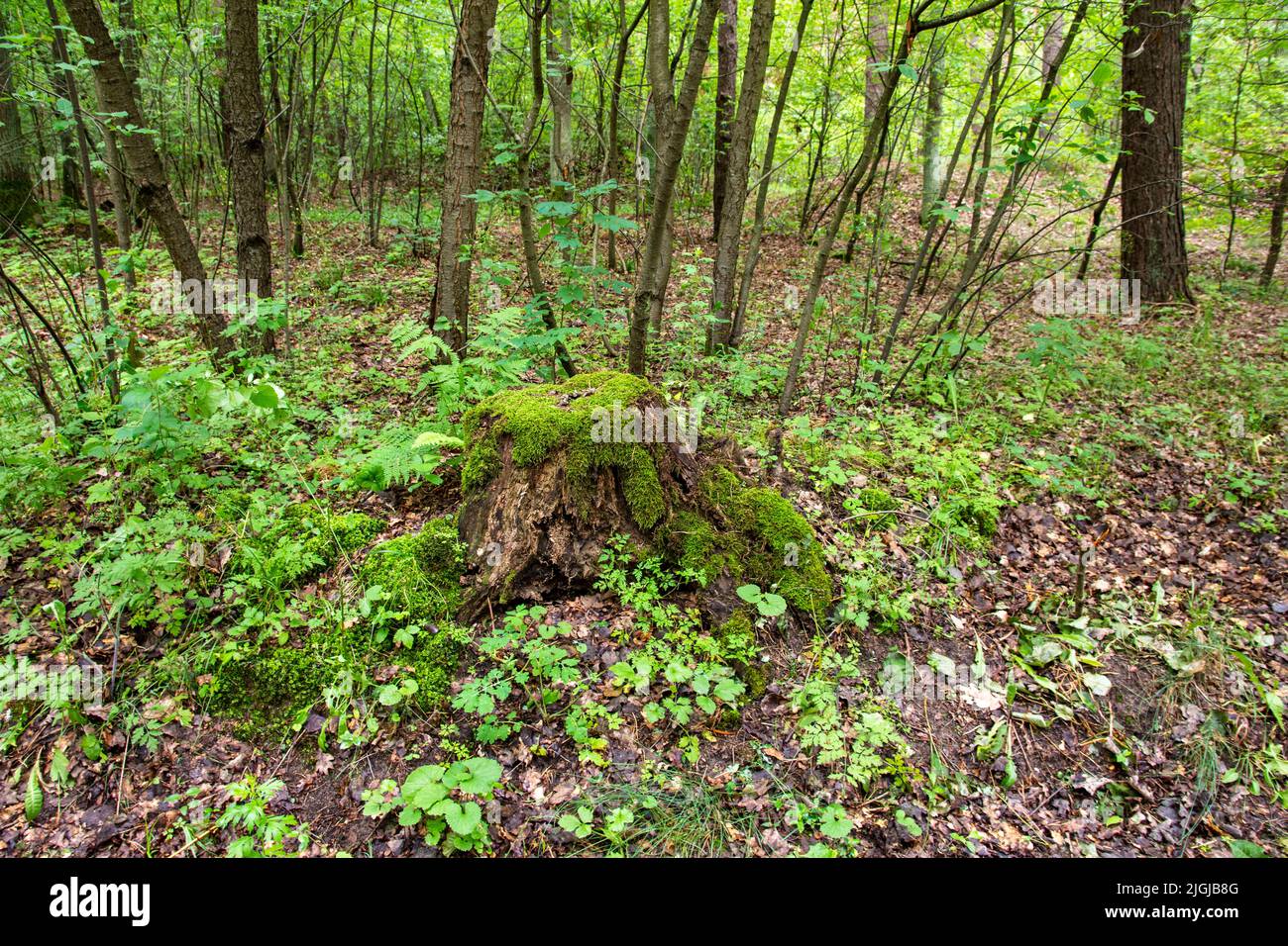 Ein moosiger Stamm in einem dichten alten Wald in einem abgelegenen Gebiet an einem Sommertag. Stockfoto