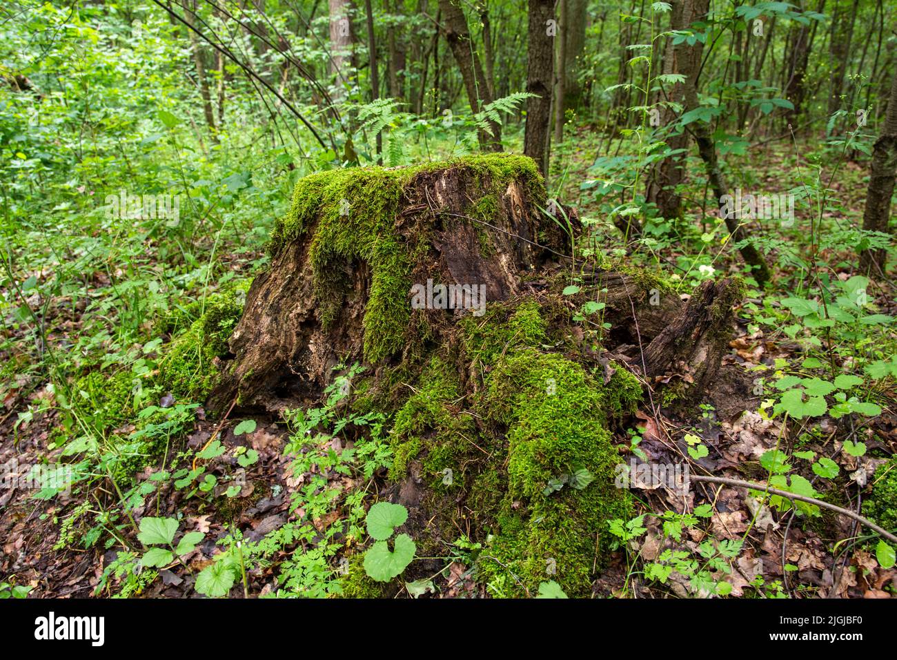 Ein moosiger Stamm in einem dichten alten Wald in einem abgelegenen Gebiet an einem Sommertag. Stockfoto Ein moosiger Stamm in einem dichten alten Wald in einem abgelegenen Gebiet an einem Sommertag. Stockfoto