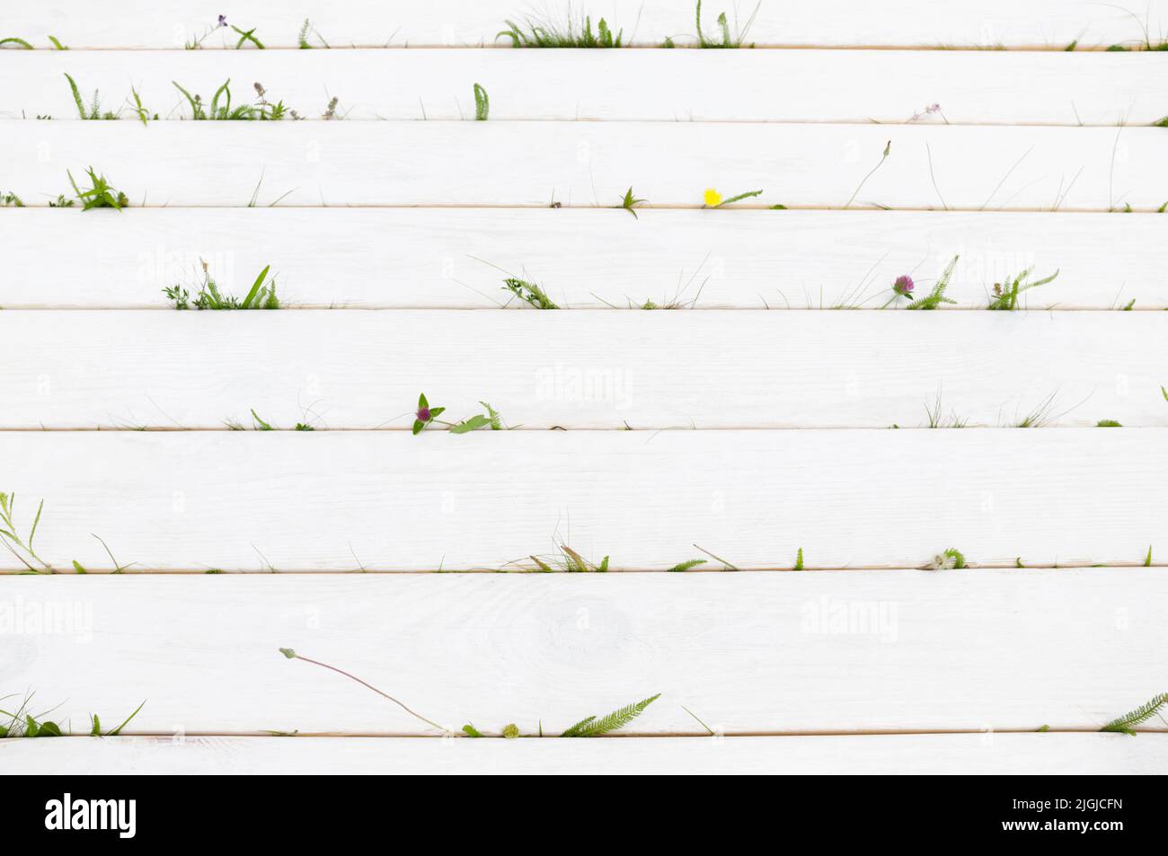Weißer Holzhintergrund mit Gras, Copyspace Stockfoto