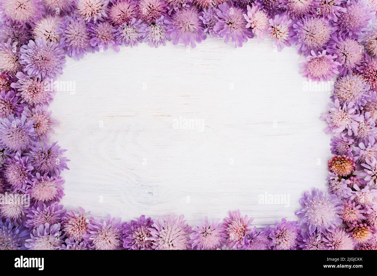 Rahmen aus lila Blüten auf weißem, Copyspace Stockfoto