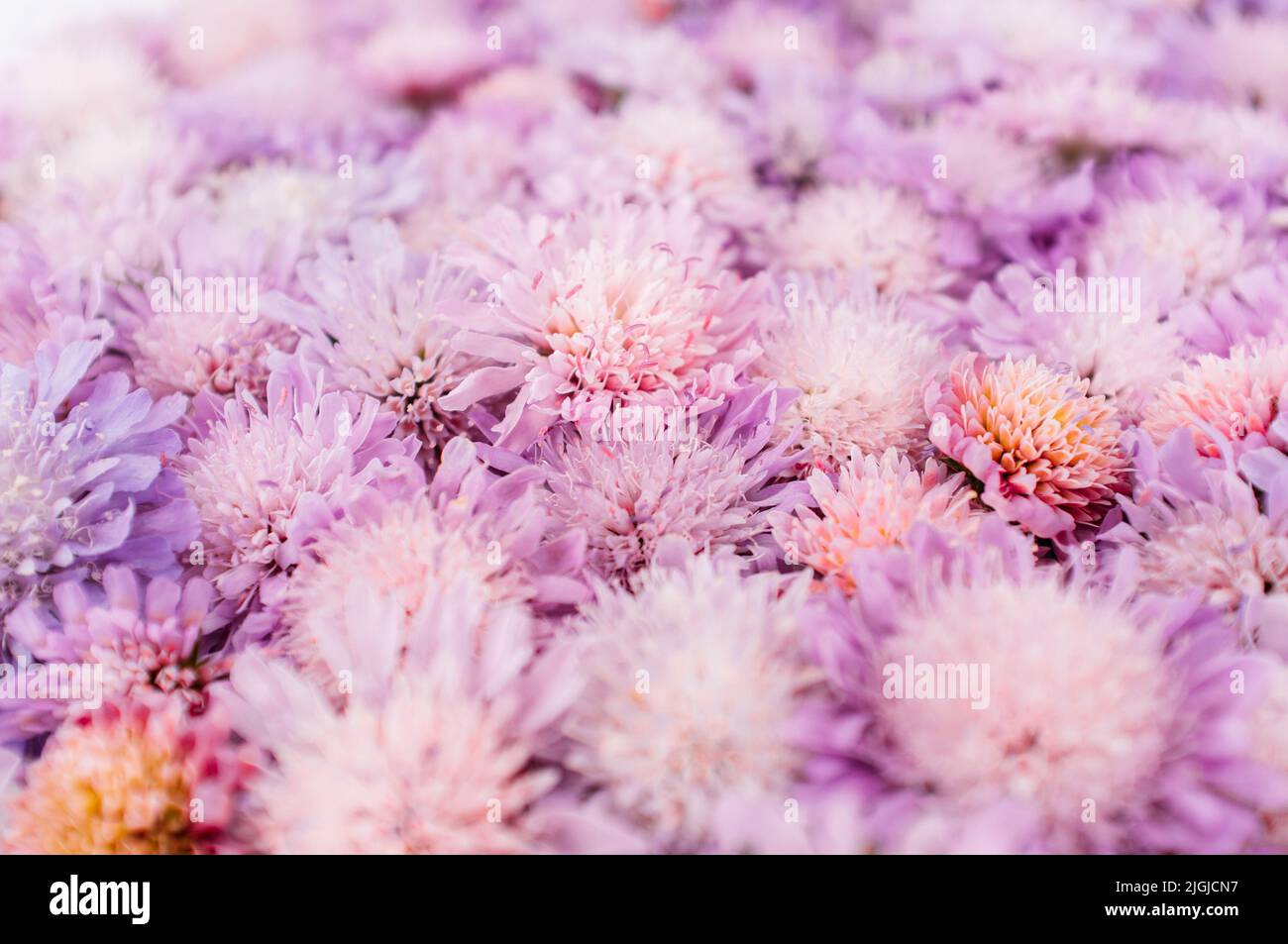 Hintergrund von lila Blüten, Nahaufnahme Stockfoto