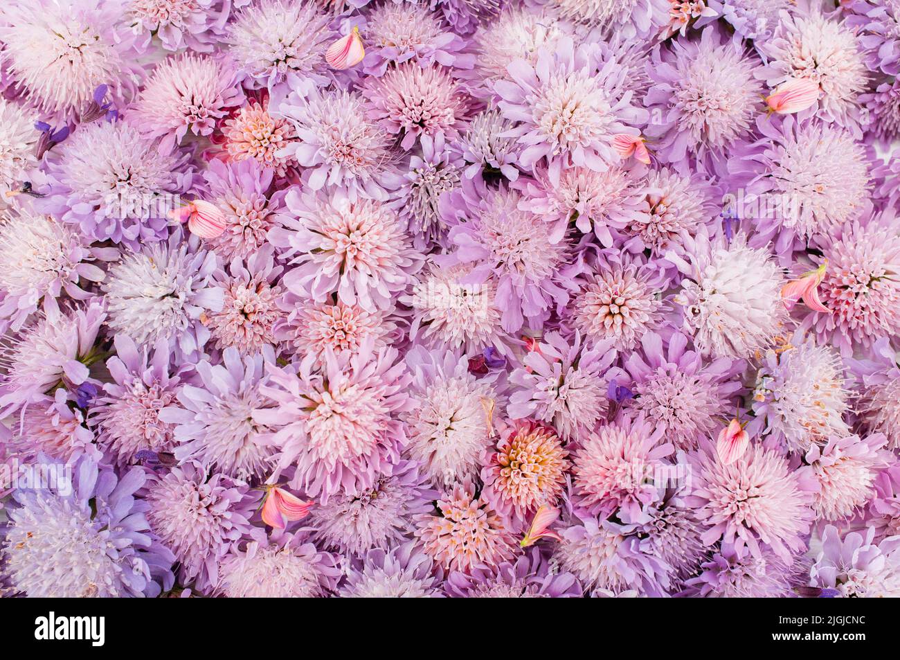 Schöne frische Aster Vielfalt, floralen Hintergrund Stockfoto