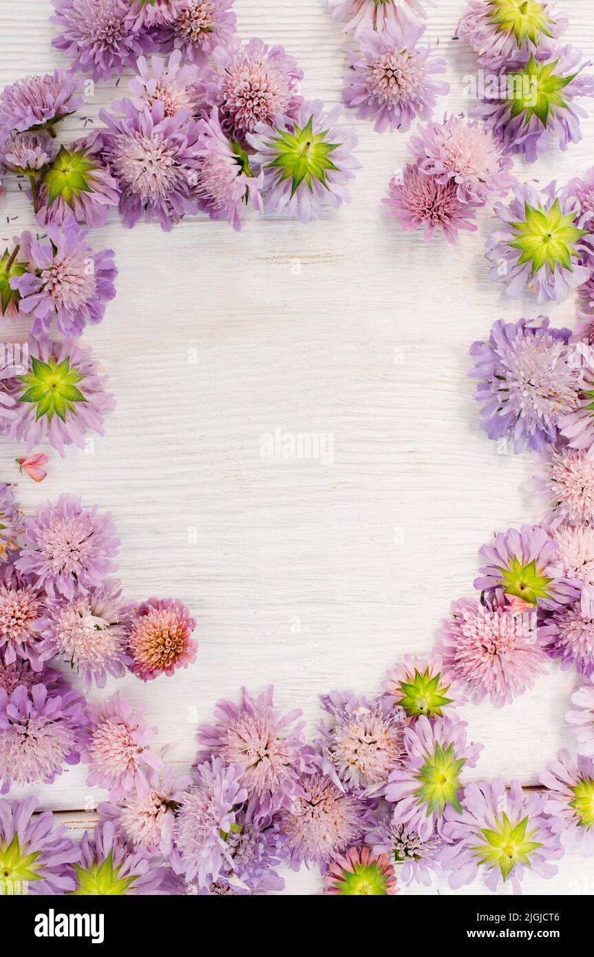 Helle Sommerblumen Rahmen auf weißem Hintergrund Stockfoto
