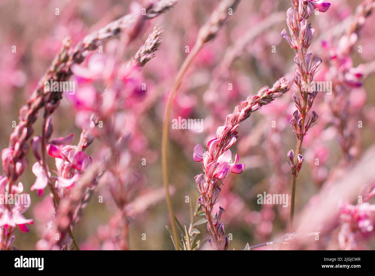 Rosa Blumen Wiese Hintergrund, Nahaufnahme Stockfoto