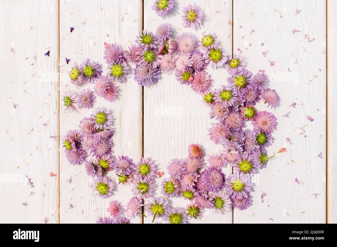 Schöner Kreis aus Asterblüten auf weißem Holz Stockfoto