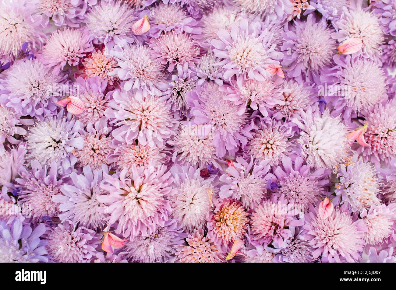 Blumenhintergrund, lila Aster placer Stockfoto