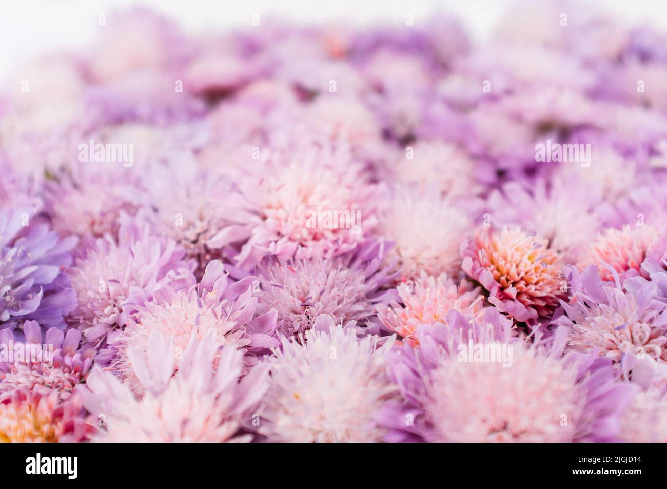 Zarte Aster Hintergrund, romantische Blume Placer Stockfoto