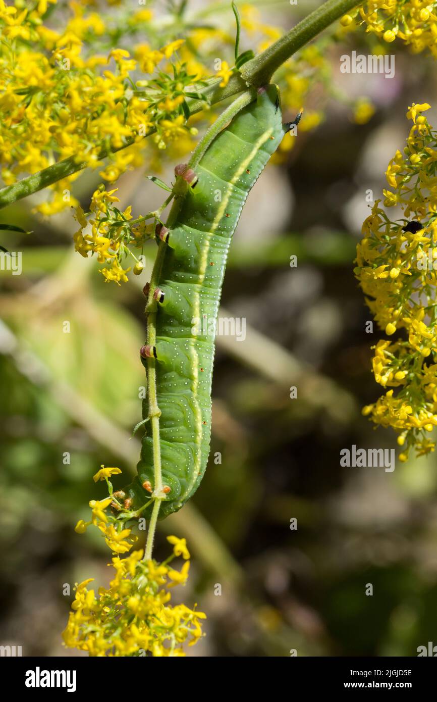 Kolibri Falkenmotte Raupe (macroglossom stellatarum) Fütterung auf gelben Hecke Bettstroh (galium mollugo) grün mit Linien Punkte Horn roten Füßen Stockfoto