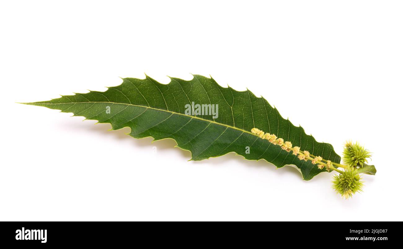 Kastanienblatt mit Catkin isoliert auf weiß Stockfoto