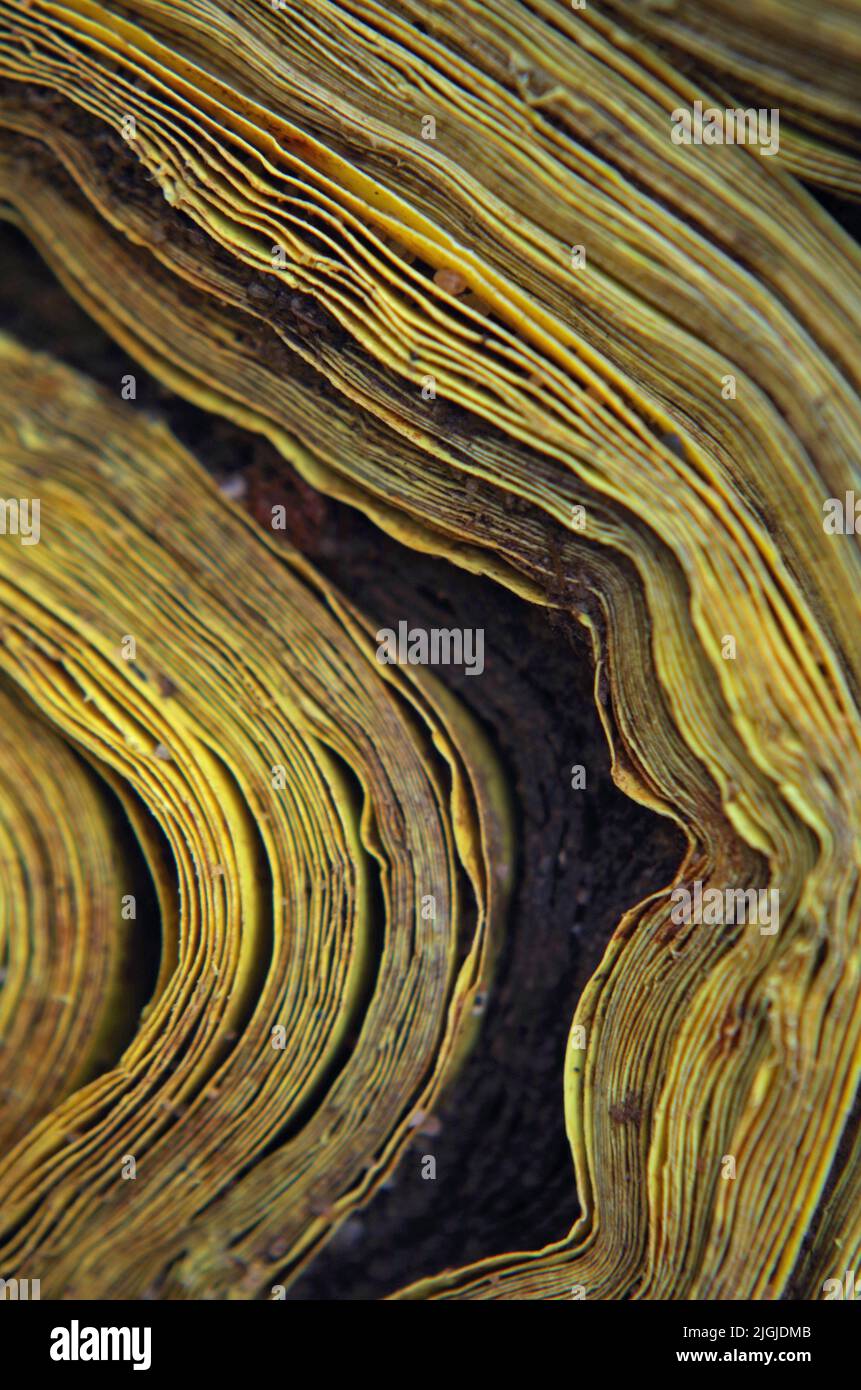 Vorsichtig GAS Stockfoto