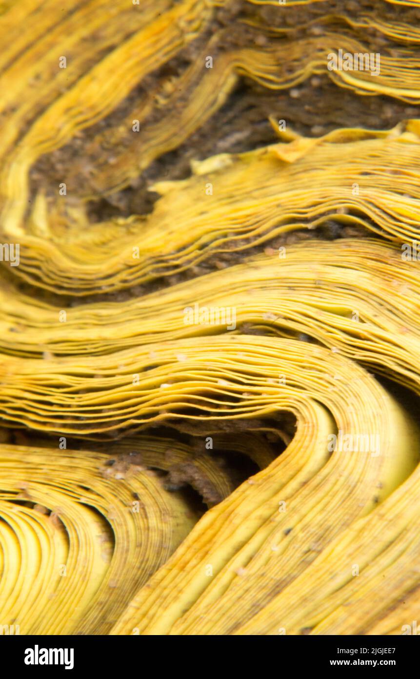 Vorsichtig GAS Stockfoto