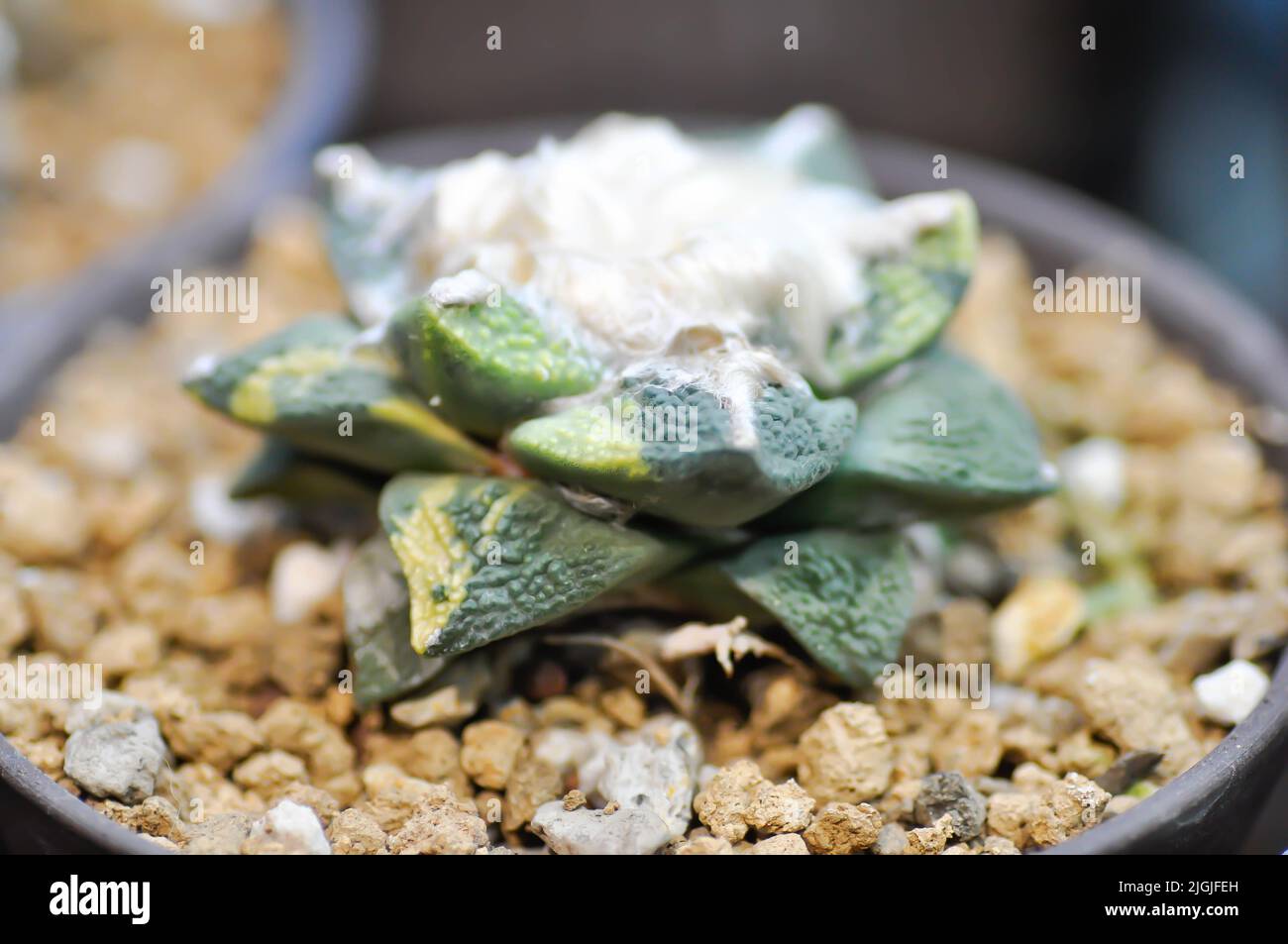 ariocarpus fissuratus oder Agave, Sukkulente oder Kaktuspflanze oder Agave americana var oder Haworthia oder Haworthia akanko Pflanze Stockfoto