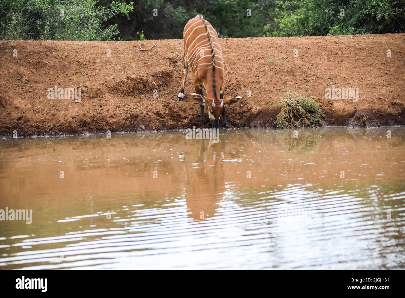 Laikipia, Kenia. 09.. Juli 2022. Im Mount Kenya Wildlife Conservancy in Nyanyuki wird ein vom Aussterben bedrohter Bergbongo mit Trinkwasser gesehen. Die Population der Bergbongos beträgt 66 im Naturschutzgebiet und weniger als 100 weltweit, wie aus einem kürzlich veröffentlichten Bericht über die Tierzählung zu ersehen ist. Kredit: SOPA Images Limited/Alamy Live Nachrichten Stockfoto