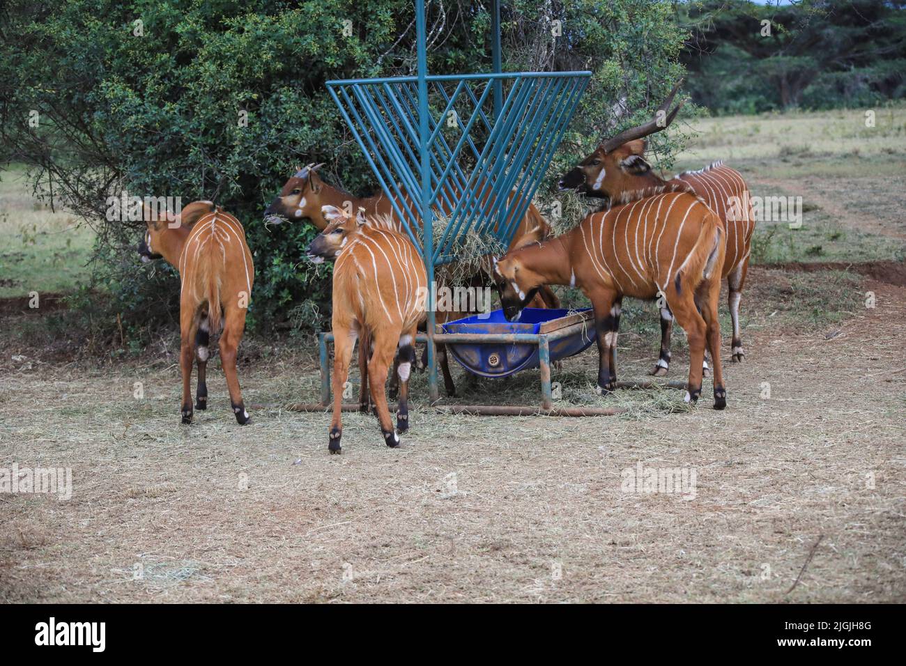 Laikipia, Kenia. 09.. Juli 2022. Im Mount Kenya Wildlife Conservancy in Nyanyuki werden vom Aussterben bedrohte Bergbongos gesehen, die Gras fressen. Die Population der Bergbongos beträgt 66 im Naturschutzgebiet und weniger als 100 weltweit, wie aus einem kürzlich veröffentlichten Bericht über die Tierzählung zu ersehen ist. Kredit: SOPA Images Limited/Alamy Live Nachrichten Stockfoto